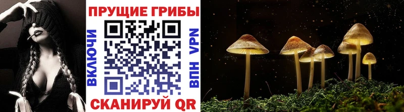 Купить закладки  Курганинск  Галлюциногенные грибы Psilocybine cubensis 